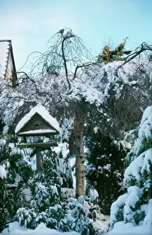 Chaffinches: BIRD TABLE - in snowy garden. Winter
