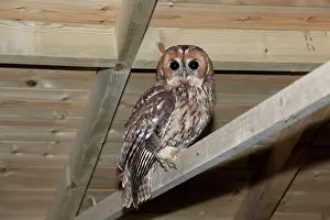 Garage: BIRD Tawny Owl roosting in garage / barn