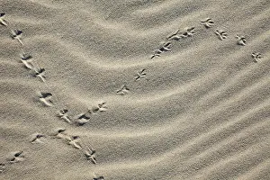Singbird: Bird Tracks - songbird in sand, on sand dune