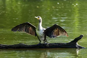 Trunks: Bird on a tree trunk in the water with wings spread to the sun