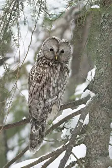 Ural: BIRD. Ural Owl sitting in snowy fir tree
