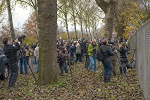 Photographers: Bird Watchers and Photographers near the Northern Hawk Owl