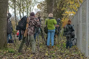 Photographers: Bird Watchers and Photographers near the Northern Hawk Owl