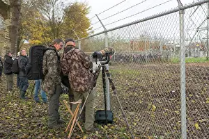 Photographers: Bird Watchers and Photographers near the Northern Hawk Owl