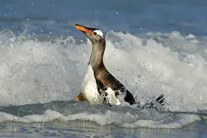 Waves: Bird in the water. Gentoo penguin jumps out of the blue water while swimming through the ocean in Falkland Island