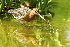 Waves: A bird in the water lowers its beak and creates waves