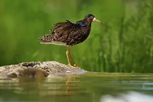 Isolated: Bird at the water on a stone in front of a green background