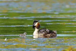 Quiet: A bird in the water with its young