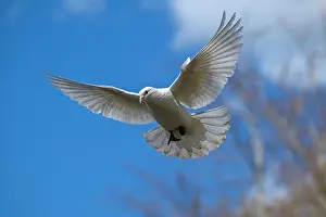 Peace: BIRD. white Dove. feral Pigeon
