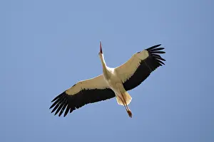 In Flight: BIRD. White Stork, in flight against a blue sky