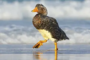 Ushuaia: Bird, wildlife nature.Duck in the blue water