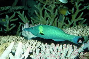 Corals: Bird Wrasse Fish