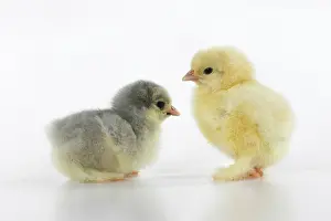 300620: BIRD, X2 one day old chicks, , on white background, studio