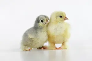 300620: BIRD, X2 one day old chicks, , on white background, studio