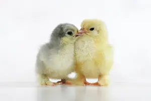 300620: BIRD, X2 one day old chicks, , on white background, studio
