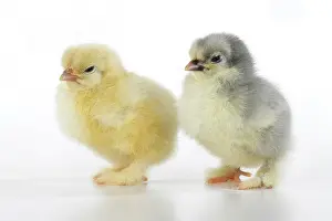 300620: BIRD, X2 one day old chicks, , on white background, studio