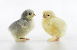300620: BIRD, X2 one day old chicks, , on white background, studio