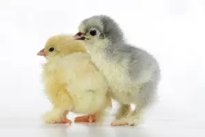 300620: BIRD, X2 one day old chicks, , on white background, studio