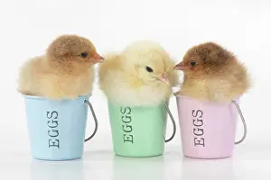 Bucket: BIRD. X3 Chicken chicks, 1 day old, sitting
