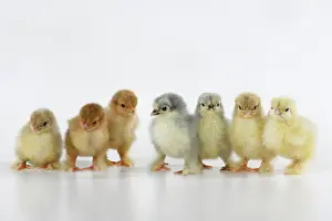 300620: BIRD, X7 one day old chicks in a line, chicken
