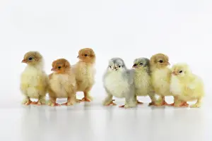 300620: BIRD, X7 one day old chicks in a line, chicken