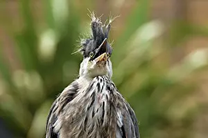 Ardea: BIRD. Young Heron, begging for food, beak open