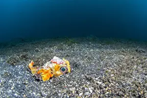 Cyclichthys: Birdbeak burrfish (Cyclichthys orbicularis) hiding