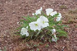 Oenothera: Birdcage Evening Primrose