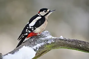 Dendrocopus: BIRD.Great spotted woodpecker