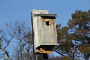 Birdhouse: Birdhouse