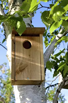 Bluebird: Birdhouse