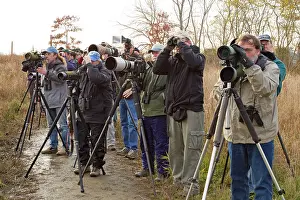 Hobbies: Birding / Birdwatching / Birders - looking at Fork-tailed