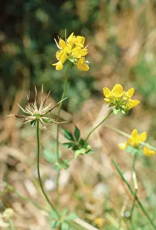 Birdsfoot: BirdIs-foot / Birdsfoot TREFOIL