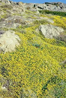 Birdsfoot: BirdIs-foot / Birdsfoot Trefoil - covering rocks