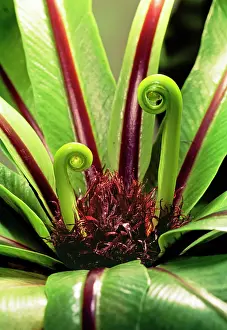 Asplenium: BirdIs Nest Fern