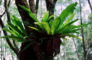 Asplenium: BirdIs Nest Fern