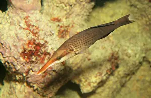 Wrasses: Birdmouth / Bird Wrasse Fish