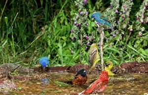 Buntings: Birds Bathing