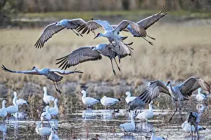 Southwest: Birds of Bosque de Apache National Wildlife Refuge