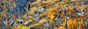 Southwest: Birds of Bosque de Apache National Wildlife Refuge