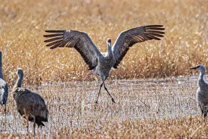 Crane: Birds of Bosque de Apache National Wildlife Refuge