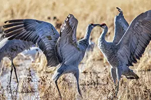Crane: Birds of Bosque de Apache National Wildlife Refuge