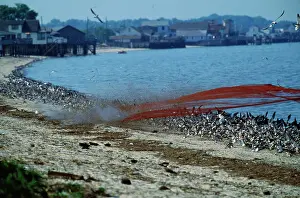 Firing: Birds - canon net firing over shorebirds for banding