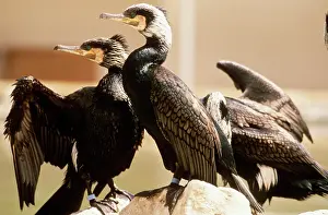 Slick: Birds Covered in Oil from Gulf War Spill