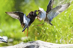 Fight: Two birds in a dynamic flight fight in the air amidst green surroundings