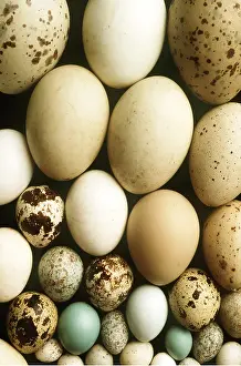 Illegal: BIRDS EGG Collection - showing different species of eggs