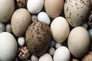 Illegal: BIRDS EGG Collection - showing different species of eggs