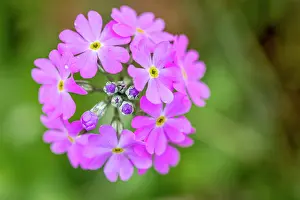 Farinosa: Birds Eye Primrose - Flower Head - Lancashire - UK