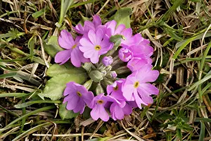 Farinosa: Bird's-eye primrose - in stemless form