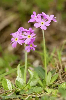 Farinosa: Bird's eye Primrose - in wet meadow. Uncommon in UK